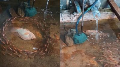 Mirip Adegan Avatar, Ikan yang Hampir Mati Ini Kembali Hidup Usai Dikelilingi Ikan Lain