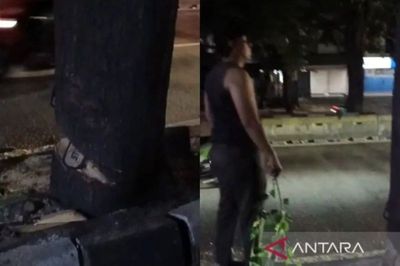 Pemprov DKI Bentuk Timsus untuk Selediki Penebangan Ilegal di Jakarta Selatan