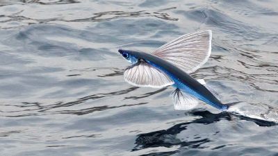 Mengenal Ikan Terbang, Ikan Unik yang Bisa Melayang di Udara