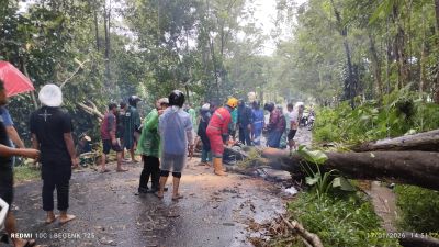 Guyuran Hujan Lebat di Sleman Hari Ini Picu Puluhan Pohon Tumbang, Rumah Hingga Akses Jalan Terdampak