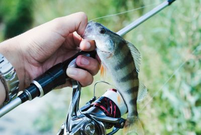 8 Kegiatan Seru di Agrowisata California yang Cocok untuk Wisata Keluarga, Ada Memancing Hingga Memanah
