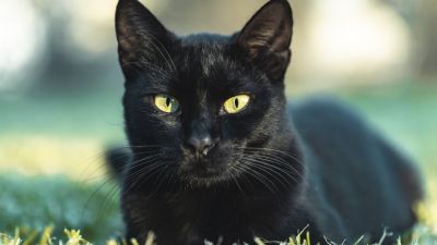 Menggali Mitos Kucing Hitam: Antara Keberuntungan dan Nasib Buruk