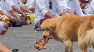 Aksi Anjing Bawa Ayam Banten di Area Pura Bali Tertangkap Kamera, Sikap Orang-Orang Sekitar Bikin Warganet Kagum
