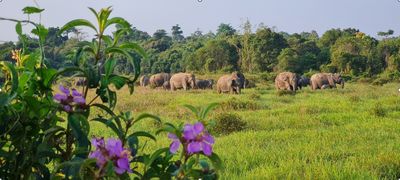 Konflik Gajah-Manusia di Lampung, Ini Solusi Taman Nasional Way Kambas