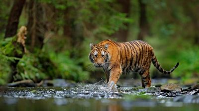 Kemunculan Harimau Sumatera di Riau: Apa yang Terjadi?