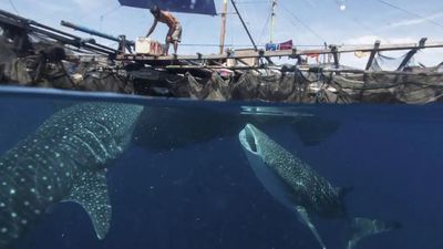 Menikmati Eksotiknya Kwatisore: Desa Hujan di Nabire Tempat Berenang Bersama Hiu Paus