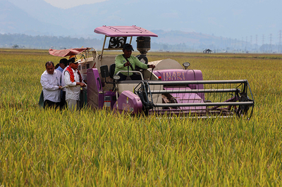 Pemprov Sumut Hadir di Sawah, Panen Raya Karo Angkat Ekonomi Petani