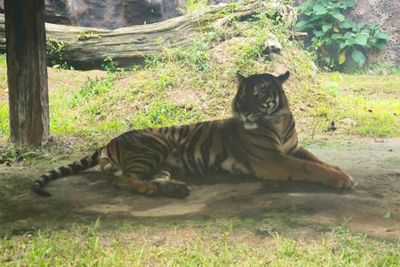 Viral Video Diduga Anak Harimau di Pelalawan, BBKSDA Riau Turunkan Tim Mitigasi