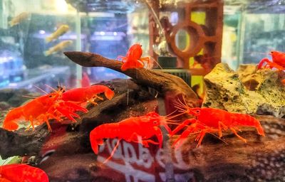 Peluang Budi Daya Udang Air Tawar yang Menjanjikan untuk Usaha Skala Kecil dan Menengah