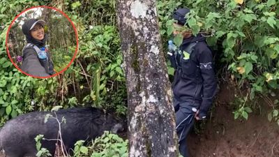 Cewek Ini Rekam Pasangannya yang Diam Mematung Saat Disamperin Babi Ganas, Endingnya Malah Tak Terduga