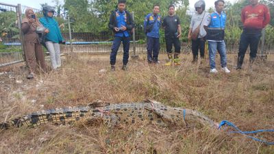 Satu Ekor Buaya dari Sungai PDAM Persemaian Tarakan Berhasil DItangkap