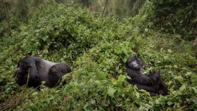 Mengungkap Keberadaan Fauna Langka di Hutan Indonesia