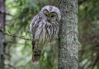 7 Burung yang Dianggap Pembawa Sial, Mitos atau Fakta?