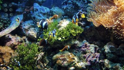 Peran Vital Laut dalam Mitigasi Perubahan Iklim