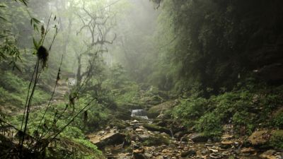 Meneliti Keunikan Tersembunyi dari Ekosistem Hutan Indonesia
