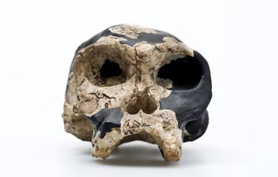 Kerangka Lengkap Homo habilis Ungkap Wajah Asli Nenek Moyang Manusia