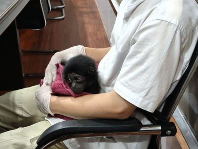Satreskrim Polresta Pekanbaru Bongkar Perdagangan Owa Siamang, Satu Pelaku Diamankan