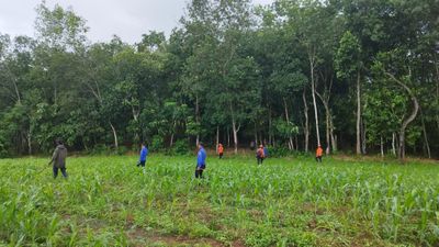 Lansia di Pringsewu Hilang saat Berkebun, Tim SAR Gabungan Lakukan Pencarian