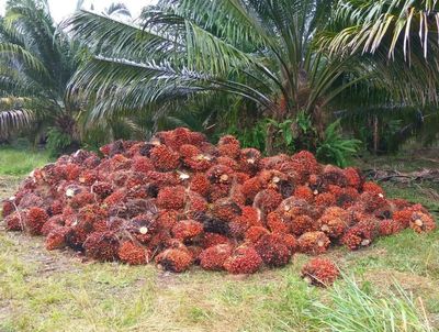 Tertinggi Rp 3.175 Kg, Simak Update Harga Sawit Kaltim Berdasarkan Usia Tanam