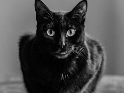 10 Arti Mimpi Dicakar Kucing Menurut Islam, Bisa Jadi Peringatan hingga Tanda Keberkahan