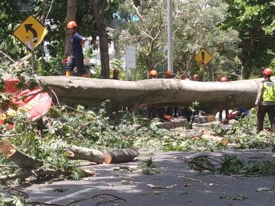 Pohon Randu di Kawasan UGM Tumbang Menimpa Dua Warga Balikpapan Hingga Tewas