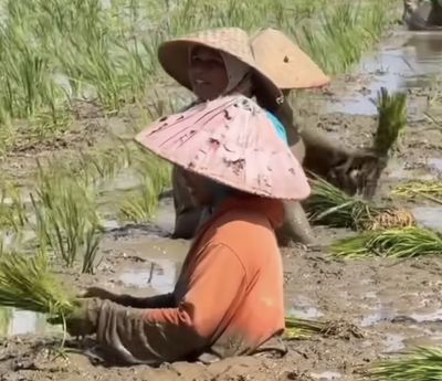 Pantang Menyerah, Petani Aceh Utara Tetap Tanam Padi di Sawah Tergenang Sedalam Satu Meter