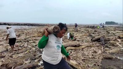 Warga Pantai Larangan Temukan Gelondongan Kayu Pasca Banjir Bandang Guci