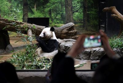 Dua Panda Terakhir Jepang Kembali ke Negeri Asal, Ueno Zoo Diserbu Pengunjung