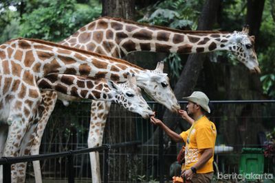 Revitalisasi Ragunan Segera Dimulai, DPRD DKI Jakarta: Harga Tiket Harus Tetap Murah dan Terjangkau!