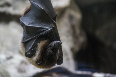 Virus Nipah Merebak di India, Indonesia Diminta Tegas Lakukan Langkah-Langkah Pencegahan
