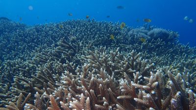 Kolaborasi Indonesia-Amerika Serikat dalam Konservasi Terumbu Karang