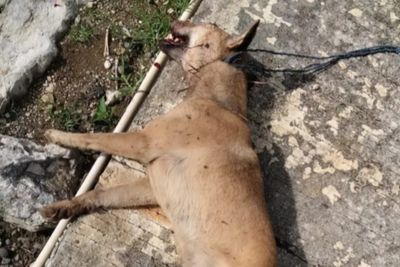 Anak SD dan Tiga Warga Digigit Anjing Liar di Enrekang, Sampel Rabies Diperiksa