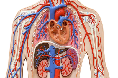 Sistem Peredaran Darah Manusia: Pengertian, Fungsi, Jenis, Organ, dan Gangguan yang Perlu Dipahami