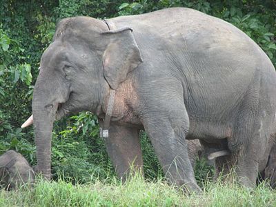 Hanya Tersisa 1.000 Ekor, Mengenal Gajah Kerdil Borneo yang Terisolasi Selama Ratusan Ribu Tahun