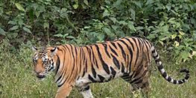 Diduga Satu Keluarga, Harimau Sumatera Kembali Dekati Permukiman Warga