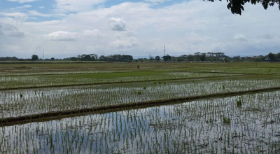 Kabupaten Kudus Dapat Pasokan 22.587 Ton Pupuk Bersubsidi, Siap Dukung Petani di 2026