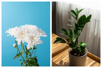 6 Tanaman Anti Panas yang Bisa Produksi Banyak Oksigen, Wajib Punya di Dalam Rumah!