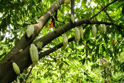 Produk Unggulan Pertanian di Kendari: Komoditas, Wilayah, dan Peluang Pengembangan
