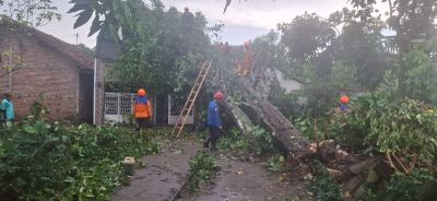 Hujan Lebat Disertai Badai, Pohon Melinjo Timpa Rumah Warga di Kotagede, Kerugian Rp 15 Juta