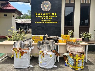 Penyelundupan Satwa Digagalkan di Bakauheni Lampung, 445 Kulit Ular dan 32 Kura-kura Disita