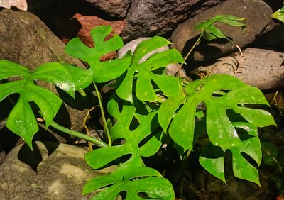 Tumbuhan Ekor Naga, Tanaman Hias dengan Banyak Manfaat
