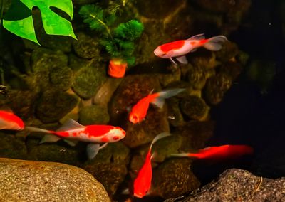 Ikan Komet, Jalan Masuk Paling Masuk Akal ke Dunia Kolam Filter