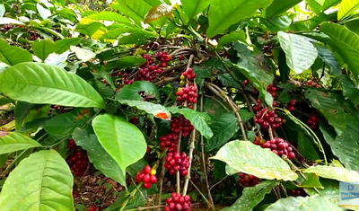 Panorama Kebun Kopi Terbesar di Lombok, Surga Hijau yang Bikin Kamu Betah