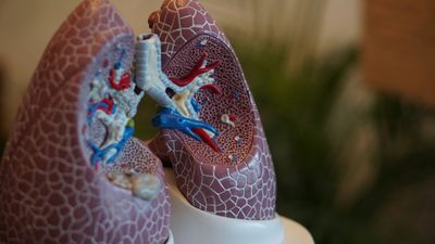 Sistem Organ Pernapasan Manusia Beserta Fungsi dan Cara Kerjanya
