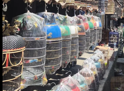 Sangkar Burung Perkut, Ikon Kicau Klasik yang Masih Dicari di Pasar Splendid