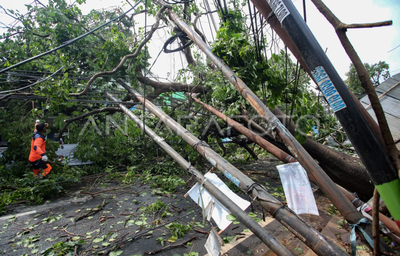 Pohon Tumbang Tutupi Jalan Sumberpasir Pakis, Lalu Lintas Sempat Macet