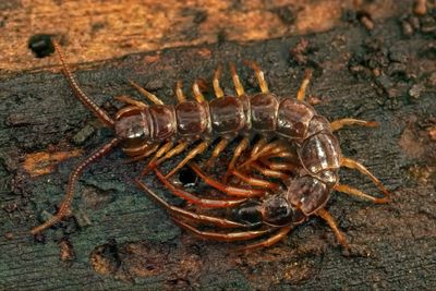 5 Arti Mimpi Kelabang Nempel di Badan Menurut Primbon Jawa