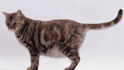 Viral! Penganiayaan Kucing di Blora Mengundang Protes Masyarakat