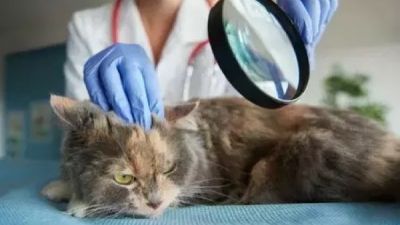 Pensiunan ASN di Blora Diperiksa Terkait Kematian Kucing Akibat Tindakan Kekerasan