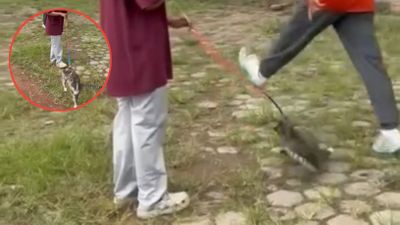 Kucing Cewek Ini Meninggal Dunia Setelah Ditendang oleh Pelaku yang Diduga Pensiunan Hukum